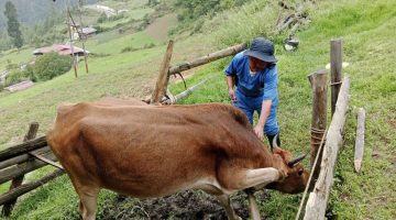 Livestock